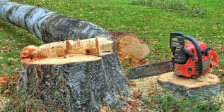 Lakeport, CA Tree Care Company