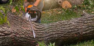 Best Fruit Tree Pruning  in Lakeport, CA
