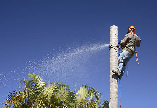 How Our Tree Care Process Works  in  Lakeport, CA