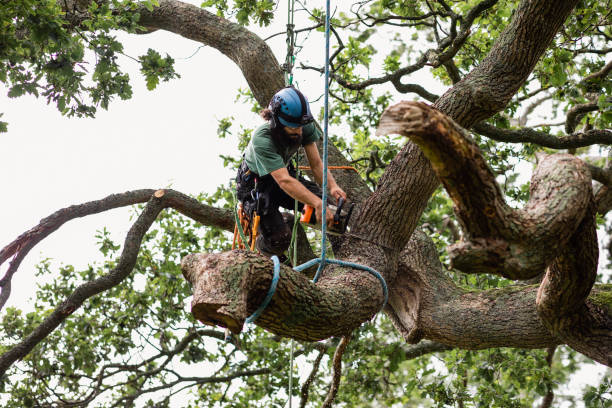 Best Tree Disease Treatment  in Lakeport, CA