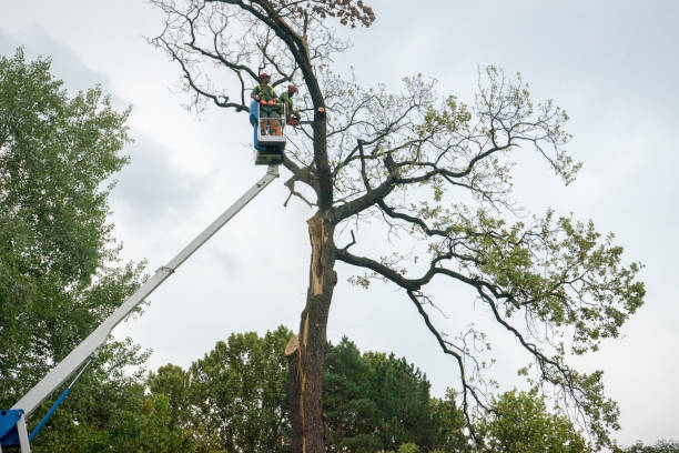 Best Leaf Removal  in Lakeport, CA