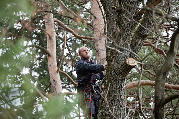 Best Tree Risk Assessment  in Lakeport, CA